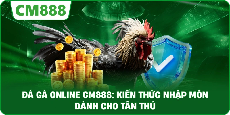 Đá gà online cm888: Kiến thức nhập môn dành cho tân thủ