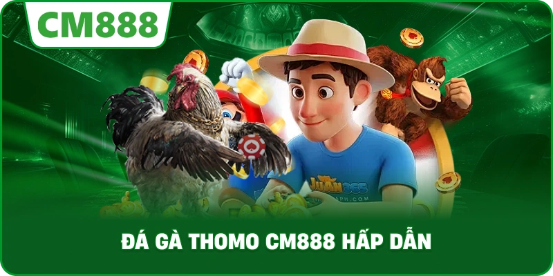 Đá gà Thomo cm888 hấp dẫn