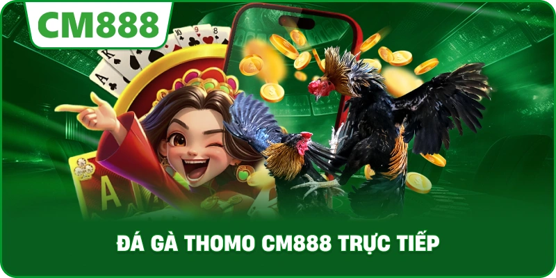 Đá gà Thomo cm888 trực tiếp