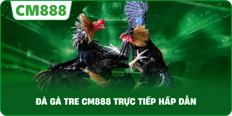 Đá gà tre cm888 trực tiếp hấp dẫn
