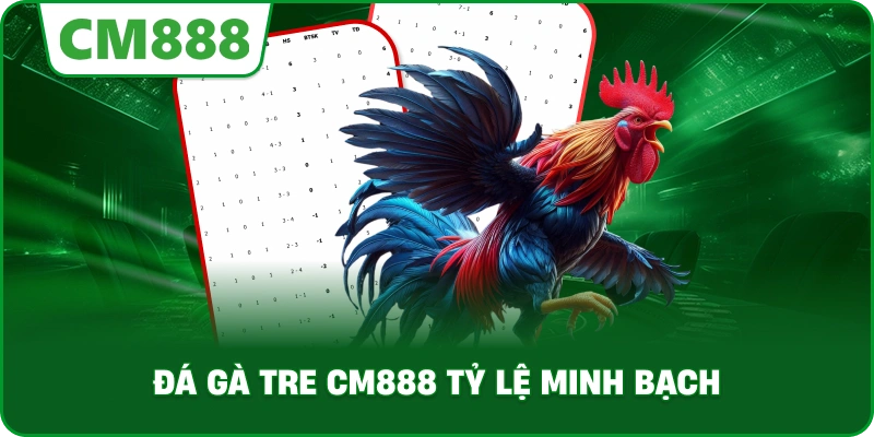 Đá gà tre cm888 tỷ lệ minh bạch
