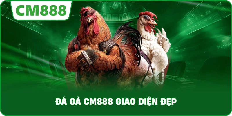 Đá gà cm888 giao diện đẹp