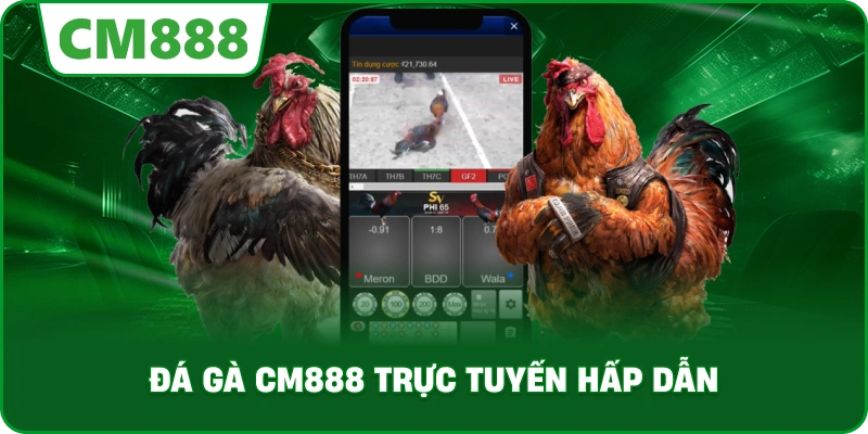 Đá gà cm888 trực tuyến hấp dẫn